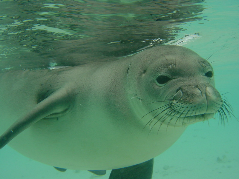 720P, animales, agua, mamifero, foca