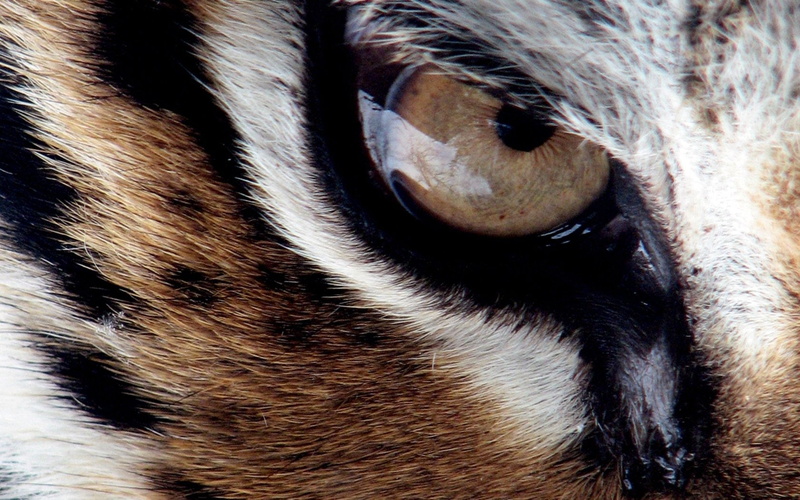 olho, 720P, tigre