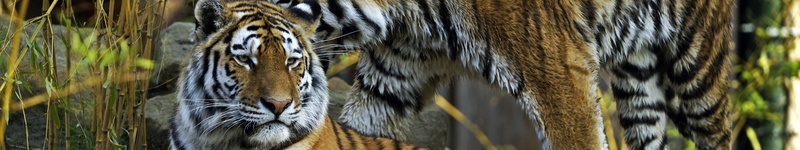5K, monitor, animals, screen, Felins, triple, Tigres, cats, Tigers, multiple, multi