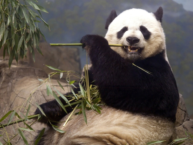 come, animales, panda, 2K, bambu, oso