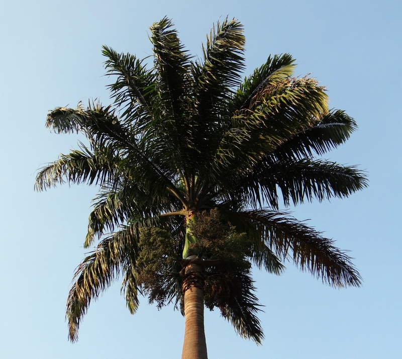tropical climate, day, kittur, tree trunk, tropical tree, coconut palm tree, belgaum, royal palm, beauty in nature, outdoors, palm leaf, blue, clear sky