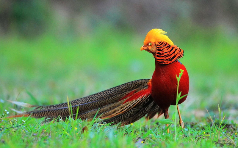 field, animal, animal wildlife, focus on foreground, Pheasant, animal themes, plant, 26, 1080P, Colorful, grass, no people, beauty in nature, nature, selective focus