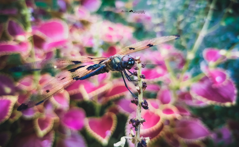 fragility, plant, animal wing, 4K, pink color, mobilecamera, animal wildlife, colourful, vulnerability, nikon, flower head, no people, macro, outdoor