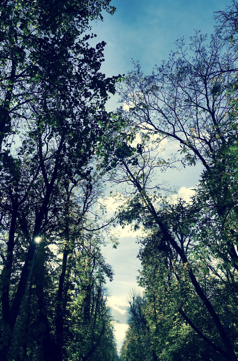cloud - sky, adventure time, mobilephotography, iphonephotography, tree, walk in the park, clear sky, low angle view, no people, autumn, branch, scenics - nature