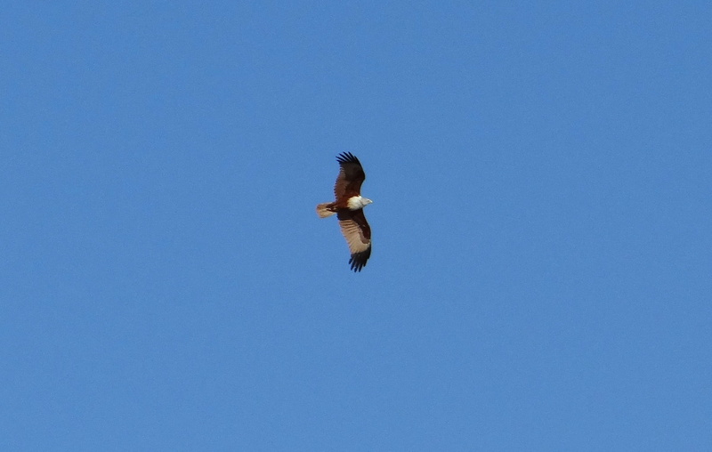 outdoors, soaring, eagle, vertebrate, copy space, spread wings, flying, kite, no people, blue, red-backed sea-eagle, animal themes, 1080P, nature, brahminy