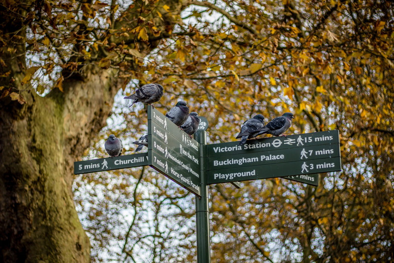 no people, london, information sign, communication, birds, plant, trees, tree, signs, change, victoria station, pidgeons, 5K, nature, focus on foreground