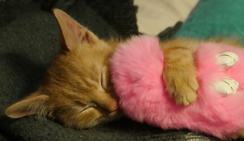 toy, indoors, cute, furniture, animal, sleeping, animal themes, tabby, bed, relaxation, cozy, vertebrate, close-up, portrait, animals, macro, kitten, pink color