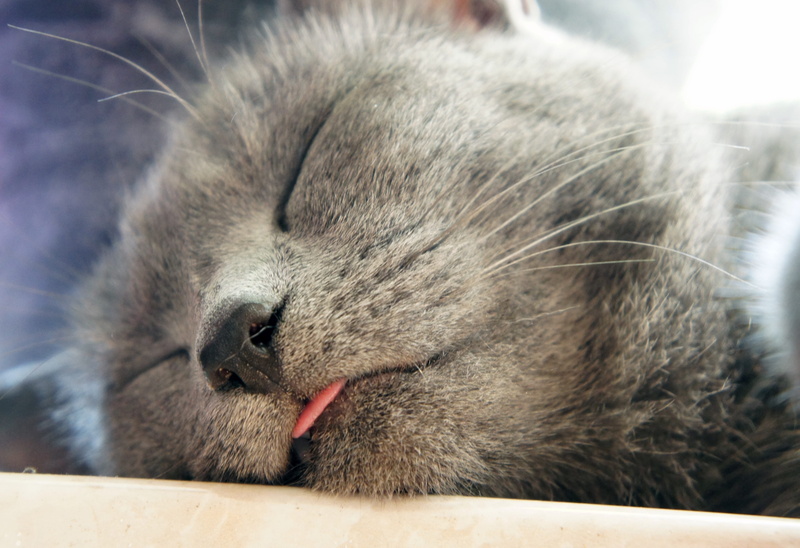 no people, kitten, domestic animals, animal themes, focus on foreground, close, vertebrate, whisker, animal head, tongue, domestic cat, sleeping, sleep