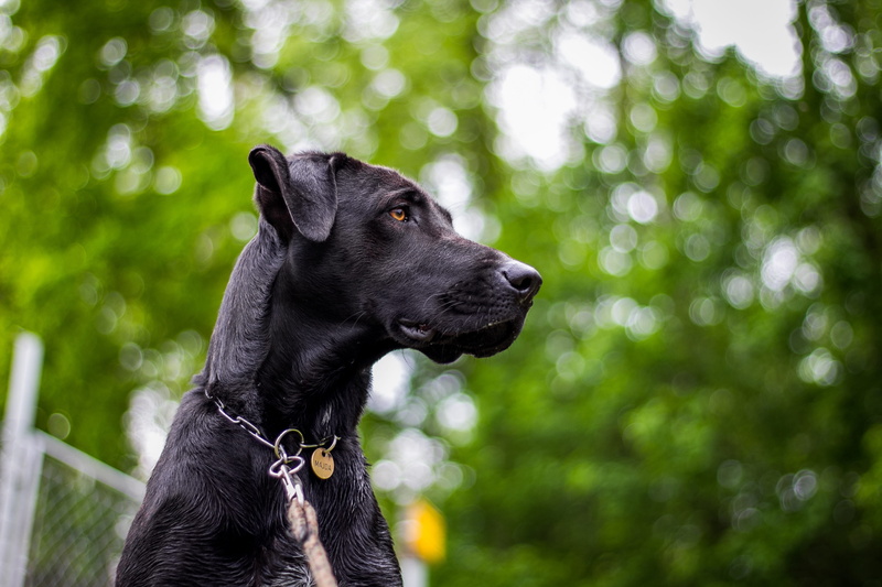 photography, labrador retriever, outdoors, head, collar, one animal, animals, hairy, best friend, a hybrid, plant, 4K, friend, pet collar, black dog, mammal