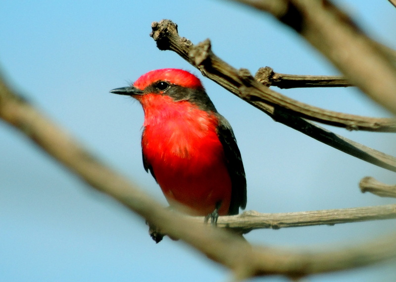 animal, vertebrate, cardinal - bird, low angle view, red, animal wildlife, 4K, tié-red, branch, day, Boi, bresilius, De, no people, brazilian tanager