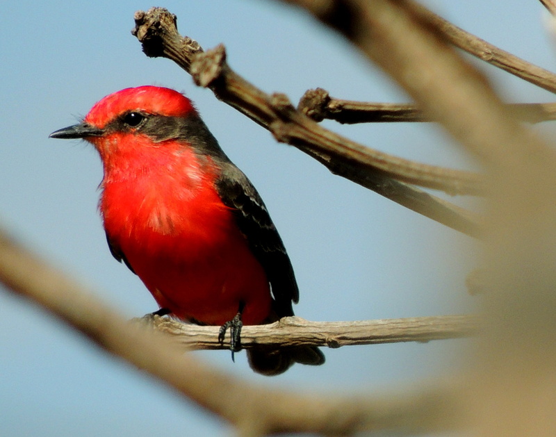 outdoors, black, one animal, bird, no people, plant, nature, cardinal - bird, tié-blood, prince, brazilian tanager, wildlife, animal wildlife, ox blood