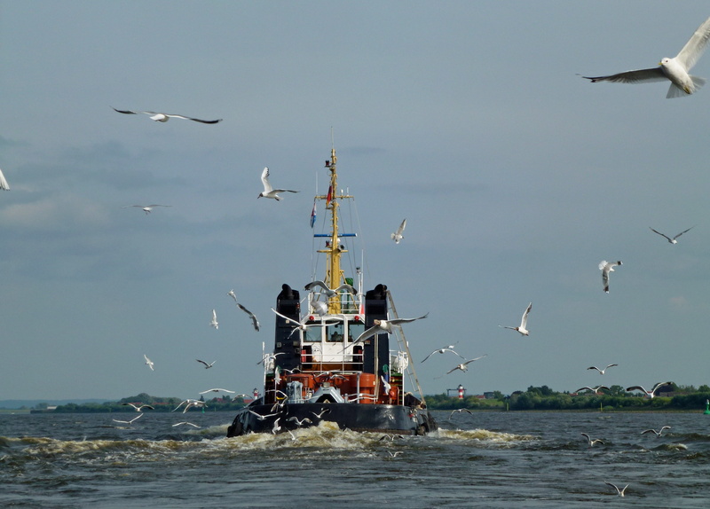 tug, flock of birds, maritime, river, gulls, technology, elbe, animals in the wild, outdoors, flying, group of animals, vertebrate, nautical vessel, seagull