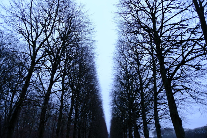 trees, no people, plant, versailles, low angle view, sunlight, trunk, dark, streaming, france, land, palace of versailles, tranquil scene, scenics - nature