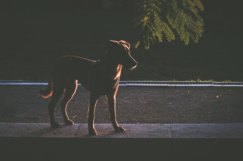 wheel, dog, domestic, asphalt, mammal, animal, full length, lisbon, herbivorous, domestic animals, tarmac, side view, day, canine, pet, pointer, portugal