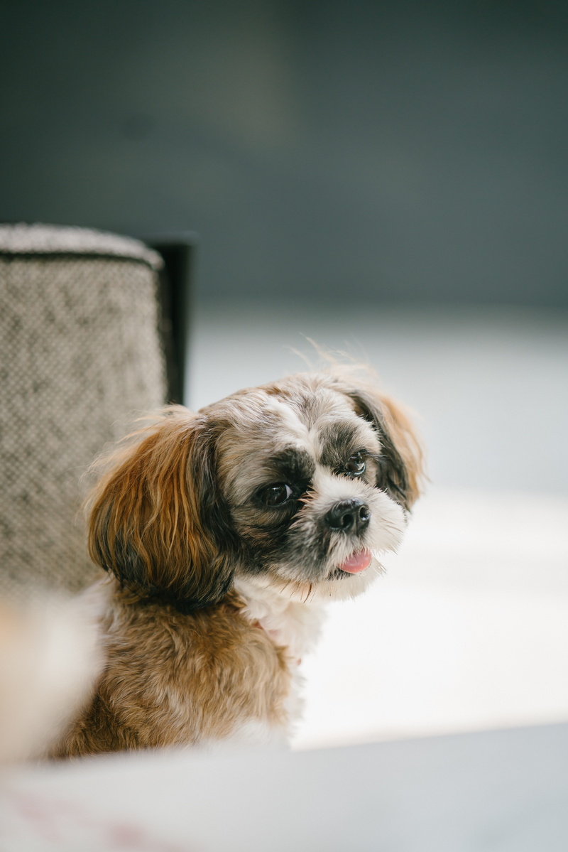 no people, cute, close, sitting, indoors, tzu, 8K, animal, mammal, domestic animal, shih tzu, dog, canine, lap dog, one animal, domestic animals, little
