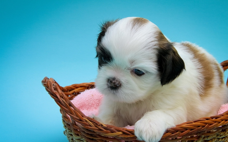 Basket, Puppy, tzu, 1080P, shih