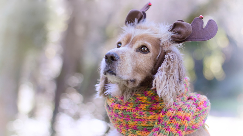 scarf, bezel, face, new year, background, horns, eyes, Spaniel, portrait, knitted, ears, warm, bokeh, puppy, look, Christmas, dog, deer, headdress, the gentle tones