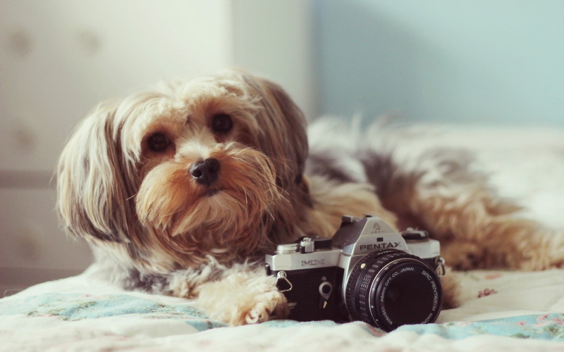 terrier, white, purebred Dog, camera - Photographic Equipment, fluffy, indoors, lying Down, small, dog, canine, camera, close-up, animal themes, bed, mammal
