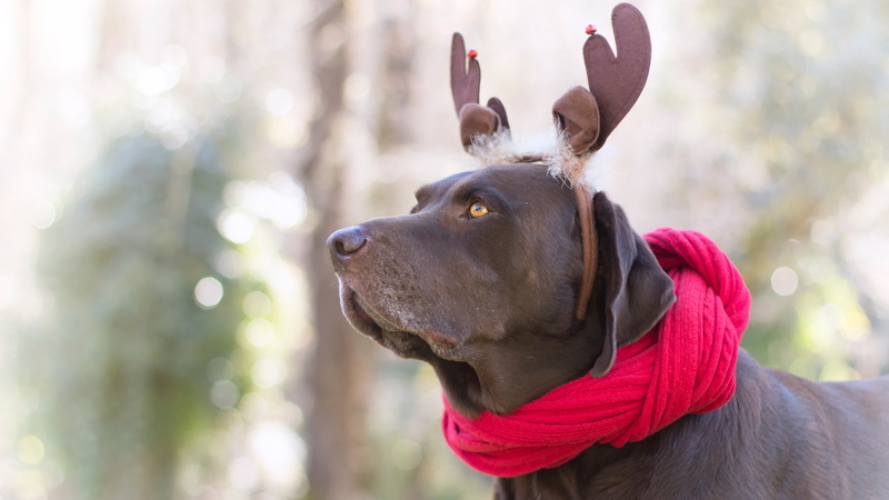 nature, portrait, marking the Hungarian, deer, ears, dog, horns, look, 5K, red, face, headdress, new year, bezel, the gentle tones, decoration, scarf