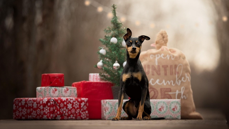 1080P, mammal, dog, canine, cute, dobermann, celebration, christmas, no people, domestic, christmas day, domestic animals, decoration, gift, christmas decoration