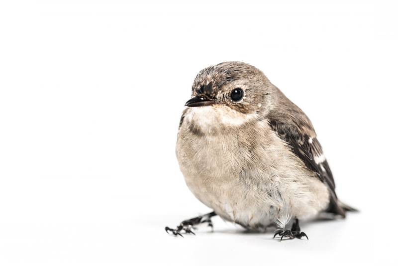 white surface, gray, beak, white, download, animal, surface, one Animal, nature, close-up, small, feather, bird Watching, wildlife, copyright, bird, 5K