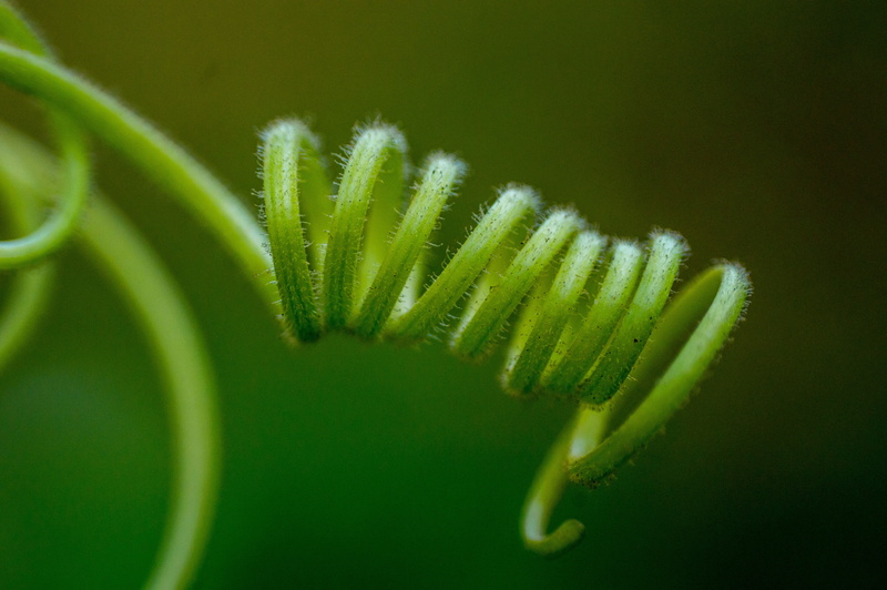 tendril, close-up, wow, leaf, fragility, freshness, selective focus, growth, outdoors, food and drink, studio shot, 5K, copyright, no people, fern, plant part