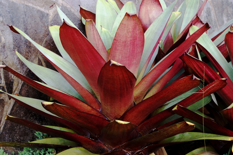 no people, flower head, tropical, petal, fragility, maroon, vulnerability, freshness, leaf, flowering plant, copyright, flora, plant part, high angle view