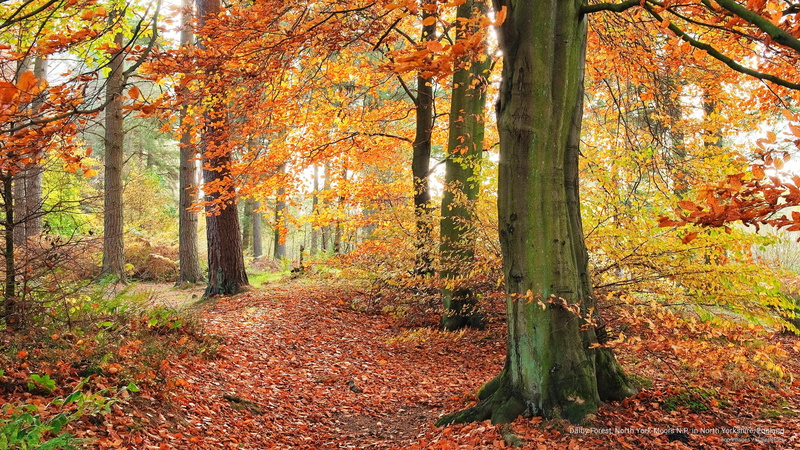 p, england, 2K, Fall, north, forest, moors, yorkshire, dalby, n, york