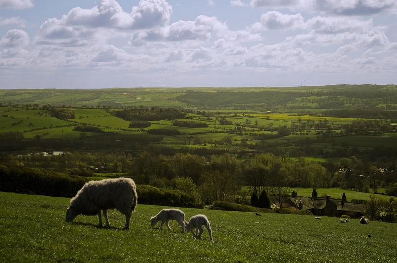 North, 1080P, hills, Yorkshire, herbivorous, yorkshire, environment, domestic, clouds, scenics, cloud - sky, domestic animals, nature, grazing, England