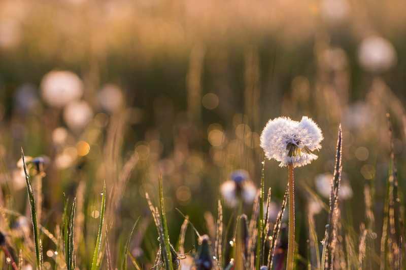 Dandelion, ƒ / 3, grass, photo, sunrise, gräs, f/2, In the morning, exif, mm, usm, flower, 5K, focal_length, onion, geo:location, macro, close-up, summer