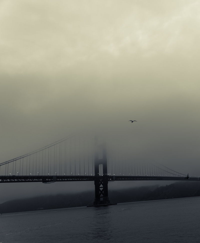 4K, vertebrate, outdoors, bird, transportation, animal themes, california, sf, architecture, waterfront, flying, bridge - man made structure, adventure