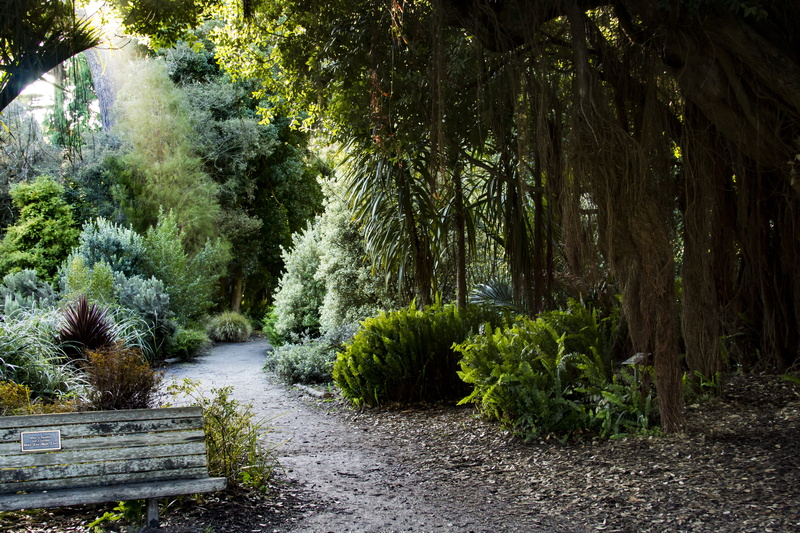 outdoors, flowing water, 5K, direction, magic, united states, nature, plant, no people, non-urban scene, green color, golden gate park, sf, tranquil scene