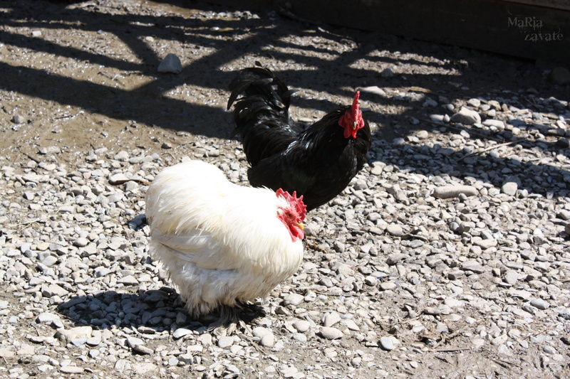 vertebrate, pets, day, animal, no people, outdoors, chicken, domestic, hen, bird, chicken - bird, chickens, one animal, rooster, countryside, mammal, land