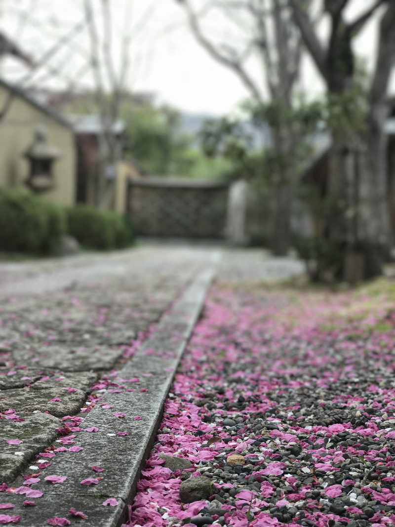petal, hsia ying-ying and hall, flower, day, flowering plant, purple, nature, growth, footpath, cherry, architecture, direction, pink color, plant, the way forward