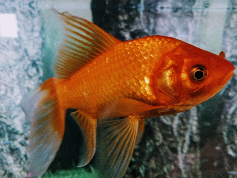 animal wildlife, close-up, water, animals in captivity, marine, poultry, cock bird, aquatic, animal themes, puffer, sea life, swimming, goldfish, animals in the wild