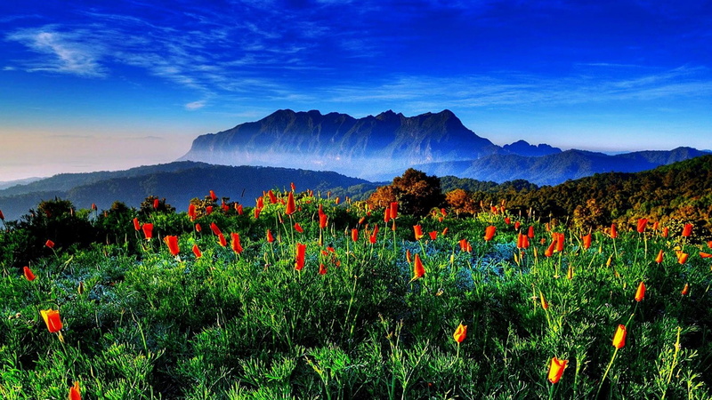 plant, scenics - nature, flower, non-urban scene, landscape, mountains, thailand, spring, nature, sky, growth, 1080P, no people, chiang dao, mountain range