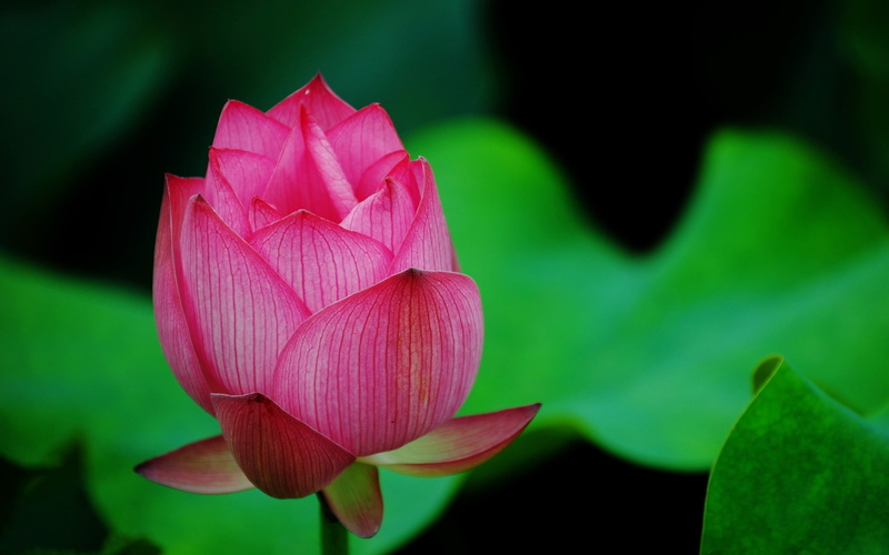 pink, Red, 2K, Macro, Lotus