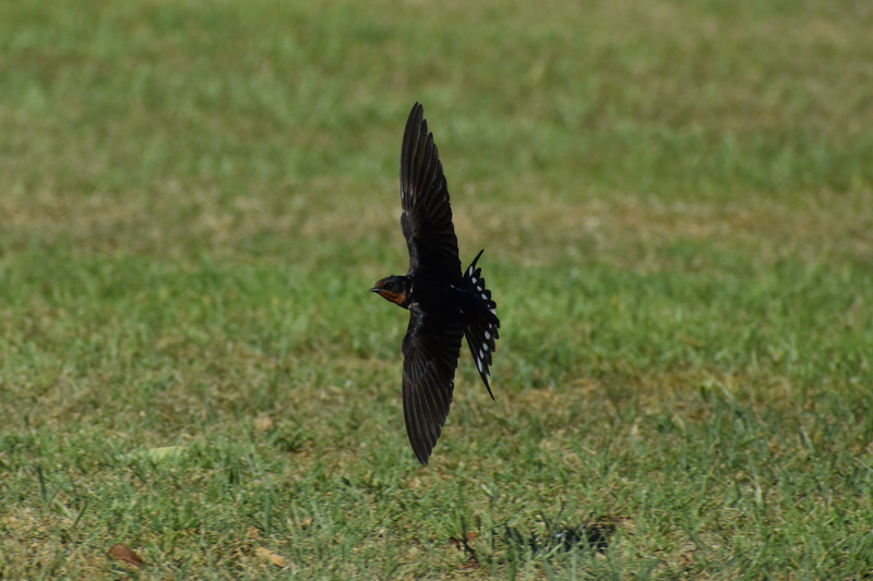 green color, landscape, lawn, flight, no people, vertebrate, wild animal, swallow, one animal, grass, nature, flying, animal themes, animal wildlife, wild birds
