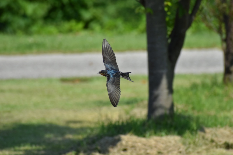 bird, park, animal wildlife, natural, wings, feathers, flight, day, tree, nature, vertebrate, yan, motion, animal, field, outdoors, grass, one animal, lawn