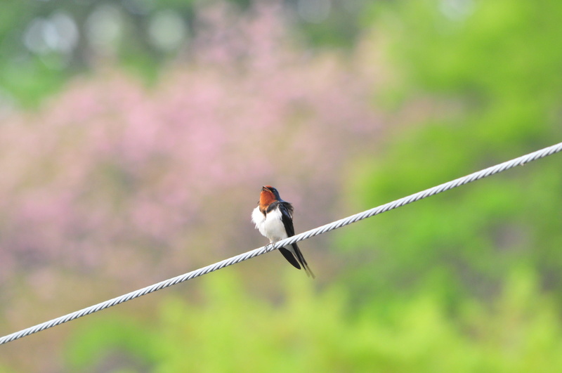 day, animal wildlife, natural, animal, full length, selective focus, swallow, animal themes, branch, 4K, tree, beauty in nature, bird, focus on foreground