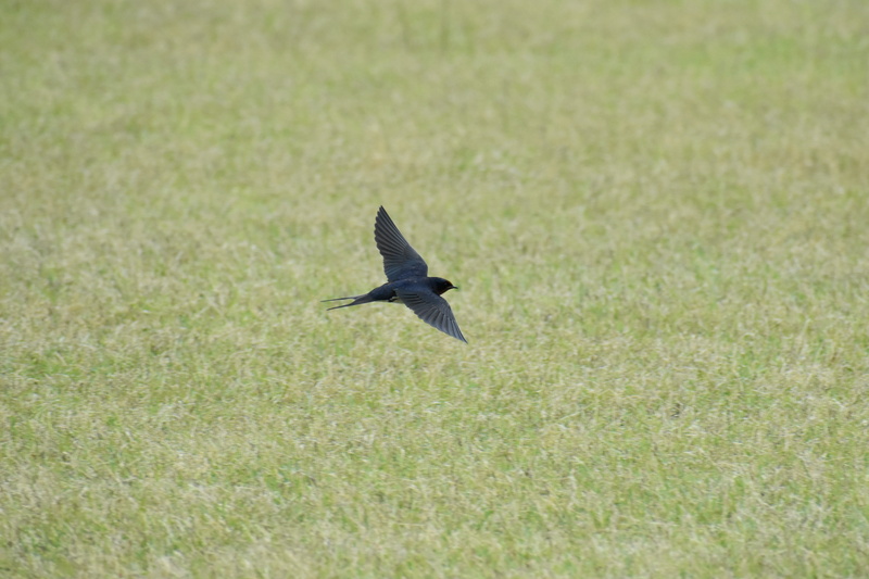 feathers, yan, plant, bird, motion, mid-air, wild animal, animals in the wild, swallow, day, flight, hi-speed, animal, lawn, field, spread wings, park