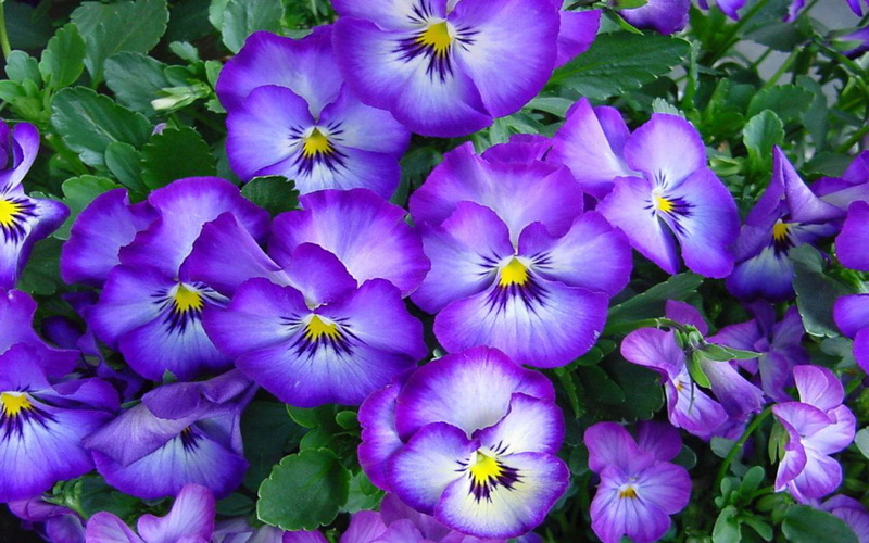 pansies, hd, 1080P, flowers, vioetovi, desktop