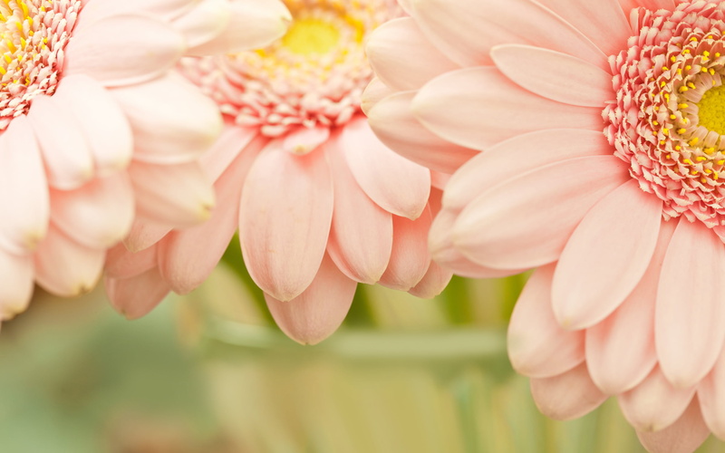 plant, widescreen, freshness, leaf, widescreen, macro, flower, flowers, nature, season, blossom, garden, gerbera Daisy, vibrant Color