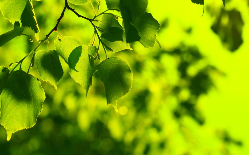 focus on foreground, freshness, tranquility, close-up, spring, widescreen, season, leafed, beauty In Nature, copy Space, selective Focus