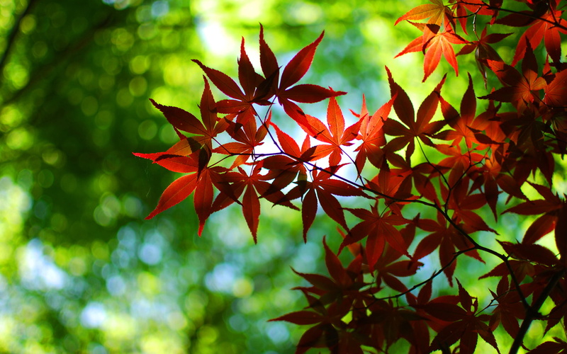 park - Man Made Space, growth, bush, leaves, orange Color, leaf, green, branch, autumn, no People, bokeh, botany, light - Natural Phenomenon