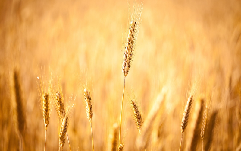 hd s, widescreen, harvest, focus, ears, hd, 2K, grain, autumn, field, spike, download, bokeh, spikelets, the s, corn fields, screensavers for your desktop