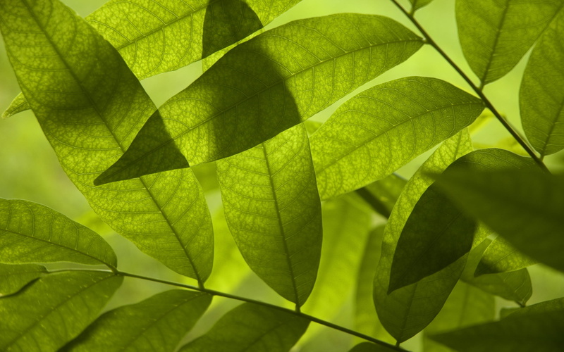 screensavers for your desktop, green macro, freshness, greens, summer, leaf, casting, green, the s, the best s for your desktop, for desktop, download
