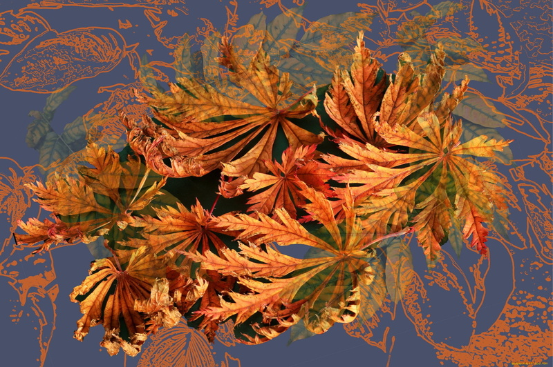 rendering, screensaver on your desktop, background, abstraction, 1080P, autumn leaves, collage, picture, autumn, fractal