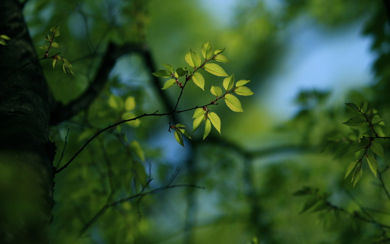 green, for desktop, trees, download, macro, widescreen, branch, screensavers for your desktop, blur, the best s for your desktop, leaves, the s, bokeh