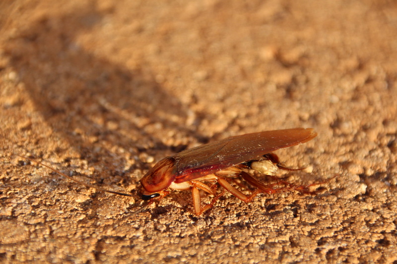 animal, cockroach, animal body part, close-up, invertebrate, one animal, nature, day, no people, land, focus on foreground, small, textured, animals in the wild